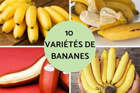 Assortiment de fruits de différentes variétés