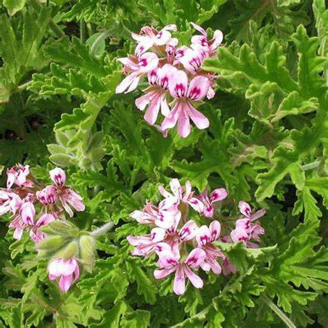 Champ de Géranium Bourbon en fleurs