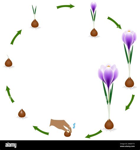 Schéma illustrant le cycle de vie annuel du Crocus sativus en fonction des saisons