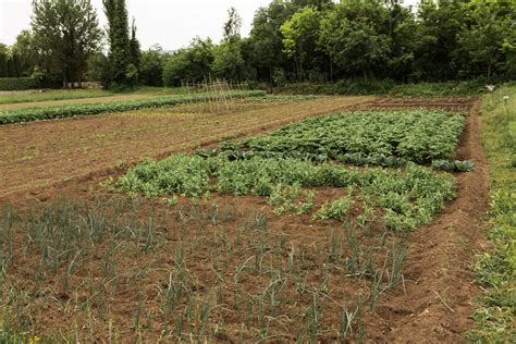 une parcelle maraîchère diversifiée avec des rangées de légumes variés