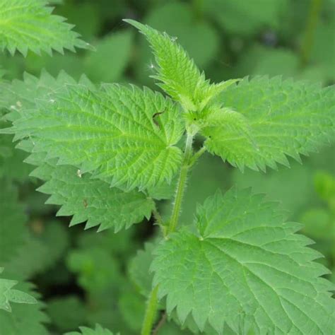 Illustration d'un plant d'ortie sauvage dans son environnement naturel