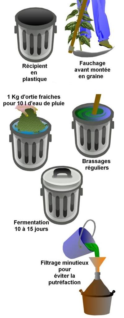 Schéma illustrant les étapes de fabrication du purin d'ortie : récolte, macération et filtration