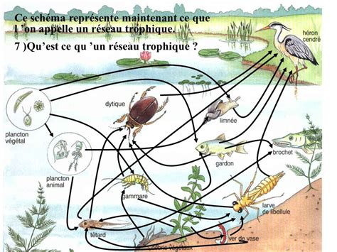 schéma simplifié d'un réseau trophique dans un jardin potager montrant les liens entre producteurs, consommateurs et décomposeurs