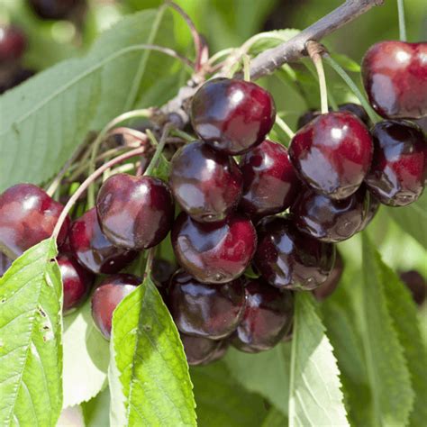 Cerises Bigarreau Van sur l'arbre