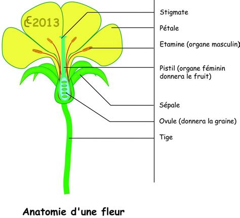 Schéma anatomique d'une fleur d'hibiscus montrant le tube staminal