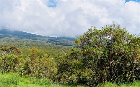 Paysage verdoyant de la forêt de Bébour avec des goyaviers en arrière-plan