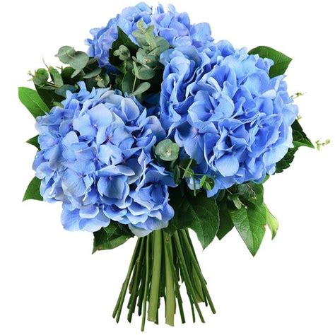 Bouquet d'hortensia bleu