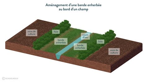 Schéma illustrant une bande enherbée en bordure de cours d'eau