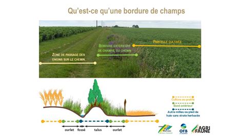 Infographie comparant l'efficacité des différentes largeurs de bandes enherbées