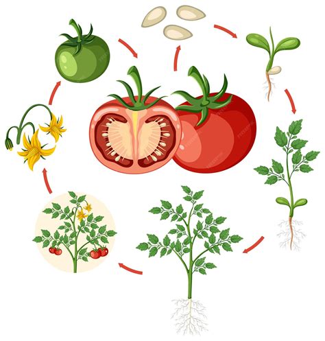Illustration d'un plant de tomate en bonne santé comparé à un plant présentant des signes de stress foliaire