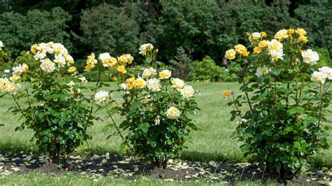 Variétés de rosiers