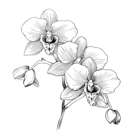 Illustration d'une orchidée