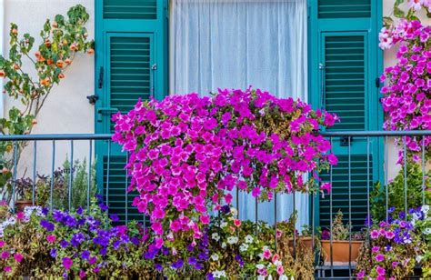 Vue d'ensemble d'un balcon fleuri utilisant l'engrais liquide issu du composteur