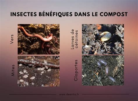 Image macro de micro-organismes bénéfiques dans le compost