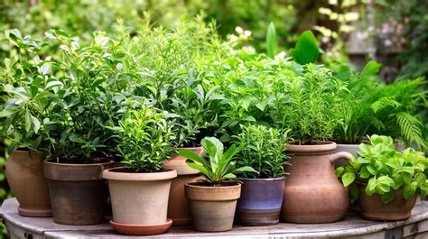exemples de pots adaptés pour le style shohin