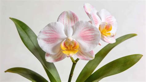 Une collection variée d'orchidées Phalaenopsis en pleine floraison dans un intérieur lumineux