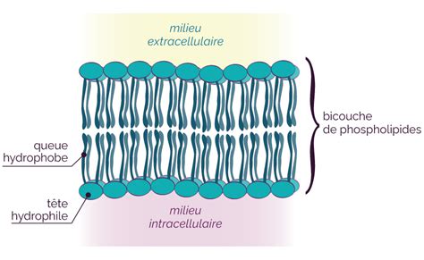 Schéma explicatif illustrant la destruction de la membrane cellulaire d'une plante par un acide végétal