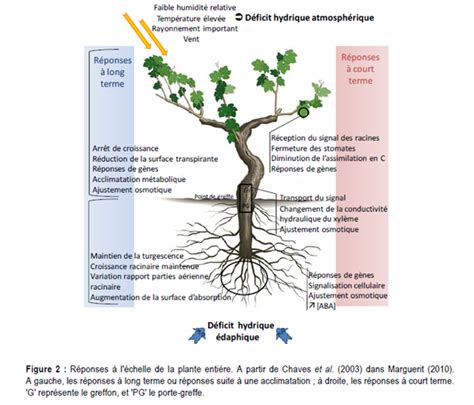 Schéma illustrant le stress hydrique sur le cycle de vie de la vigne