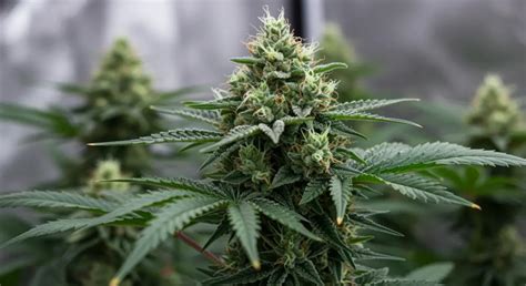 Plantes de cannabis en phase de floraison avec des trichomes visibles
