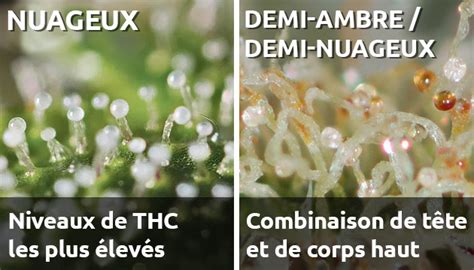 Schéma des différents stades de couleur des trichomes (transparent, laiteux, ambré)