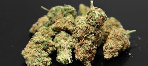 Fleurs de cannabis séchant sur un filet