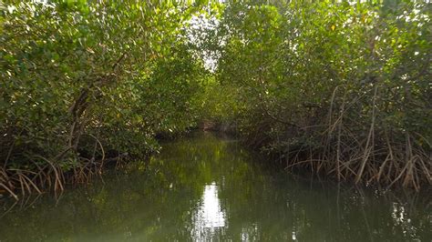Représentation des écosystèmes des mangroves au Sénégal