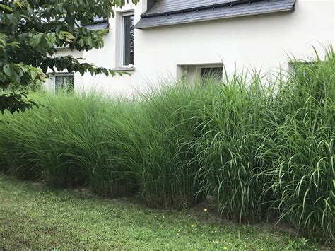 comparatif des hauteurs de plantes brise-vue en pot