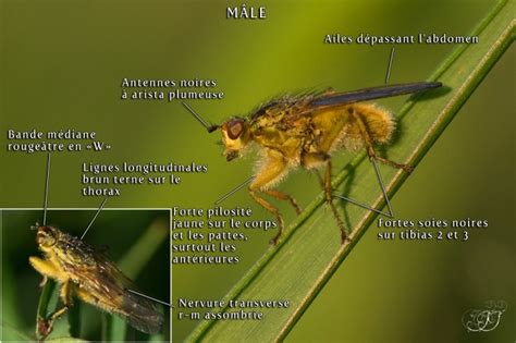 Illustration d'une scatophage du fumier adulte