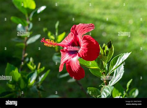 fleur d'hibiscus rouge vif en gros plan