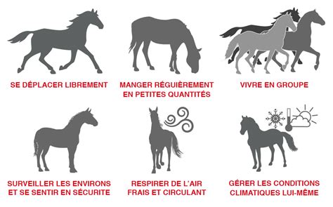 schéma illustrant la hiérarchie et les besoins fondamentaux du cheval dans un troupeau