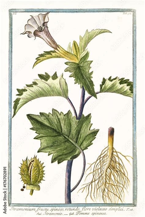 Illustration botanique du Datura stramonium mettant en évidence sa tige bifurquée et ses fleurs en entonnoir