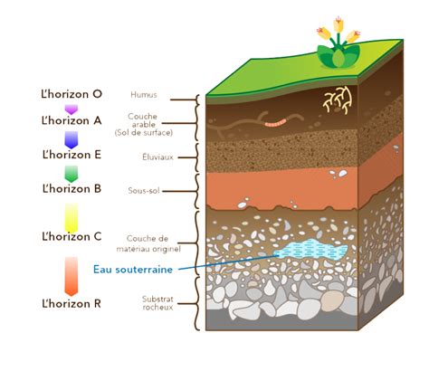 Schéma d'un sol avec ses différentes couches et ses composants