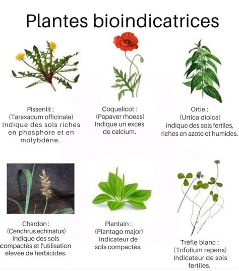 Infographie présentant plusieurs plantes bio-indicatrices avec leurs significations