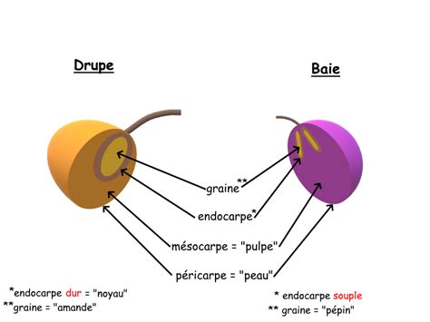Schéma explicatif de l'anatomie d'un akène comparé à une drupe