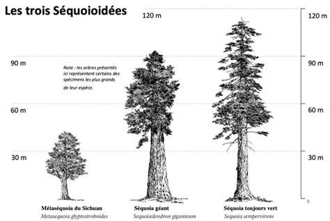 Illustration détaillée de la morphologie d'un séquoia géant mature en forêt