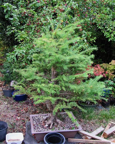 Un bonsaï de mélèze en hiver, mettant en valeur son tronc et sa ramification nue.