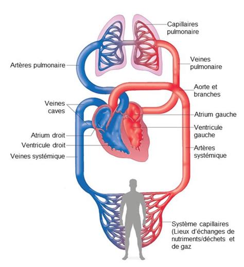 Schéma simplifié de la circulation sanguine humaine