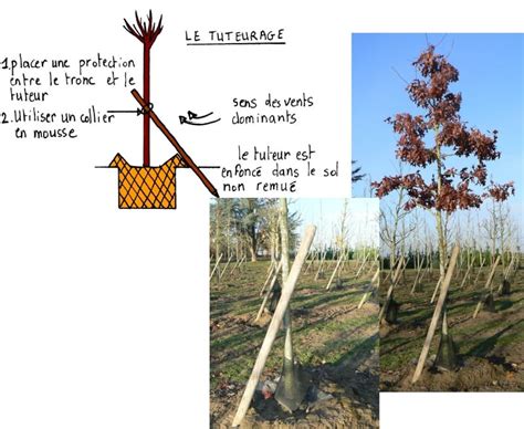 Schéma illustrant les avantages d'un tuteurage efficace sur le développement racinaire et la production fruitière