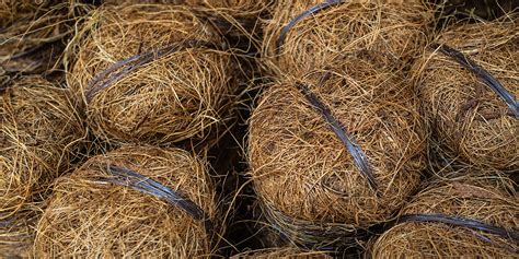 Comparatif visuel entre un lien plastique et un lien en fibre de coco sur une jeune plantation