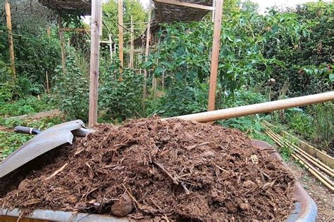 Photo montrant l'épandage de fumier composté au pied d'un arbre fruitier en respectant la zone d'aplomb des branches