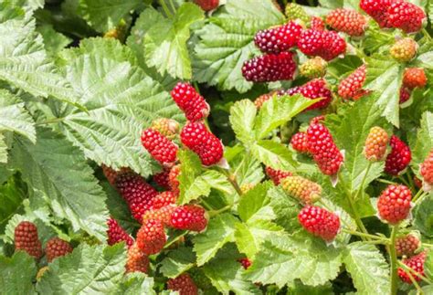 Plan rapproché d'une framboise mûre sur son framboisier avec un feuillage vert sombre en arrière-plan