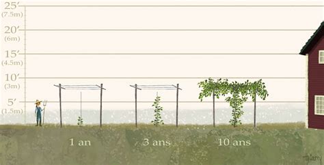 Illustration d'un plant de kiwi vigoureux sur une structure palissée
