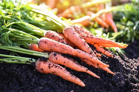 Champ de concombres frais et carottes colorées dans un jardin potager
