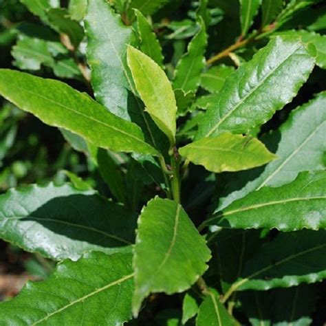 Schéma illustrant l'espacement idéal entre les plants de laurier selon leur taille à la plantation