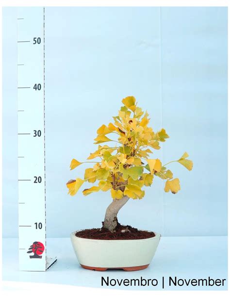 Illustration d'un bonsaï Ginkgo Biloba avec son feuillage doré automnal