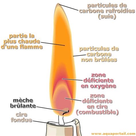 Schéma illustrant le style « flamme » caractéristique du Ginkgo en bonsaï