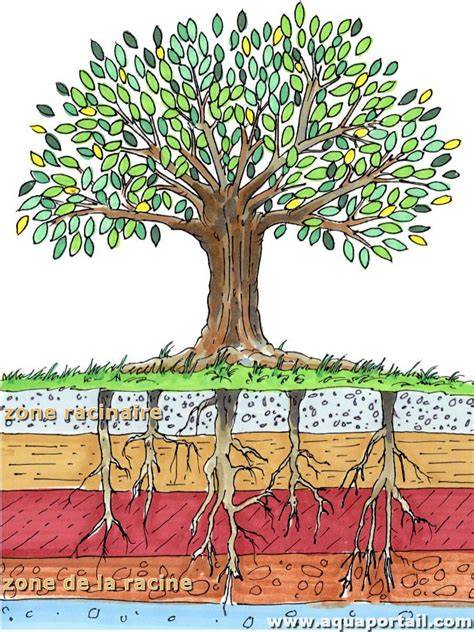 Schéma illustrant la densité racinaire et foliaire d'une pelouse bien entretenue