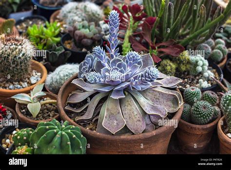 une collection variée de succulentes et cactus dans un jardin ensoleillé