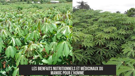 Infographie sur les bienfaits nutritionnels et médicinaux du noisetier