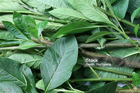 Feuilles de Vernonia amygdalina fraîches avant préparation